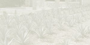 agave-background