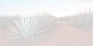 agave-field-background